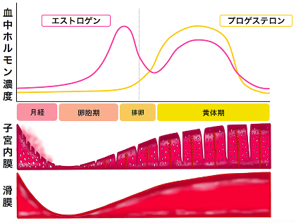 （図1）エストロゲン変化の図